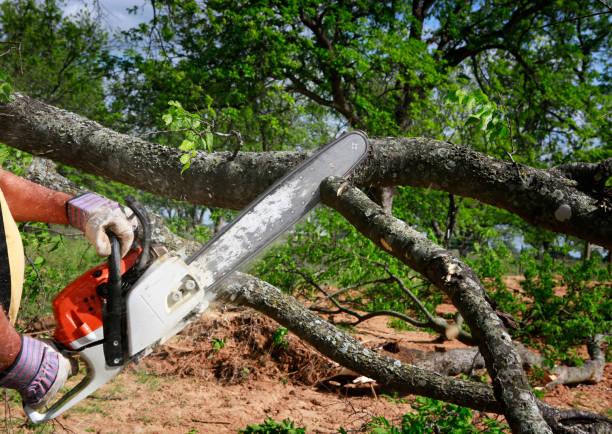 Best Lot and Land Clearing  in Neuse Forest, NC